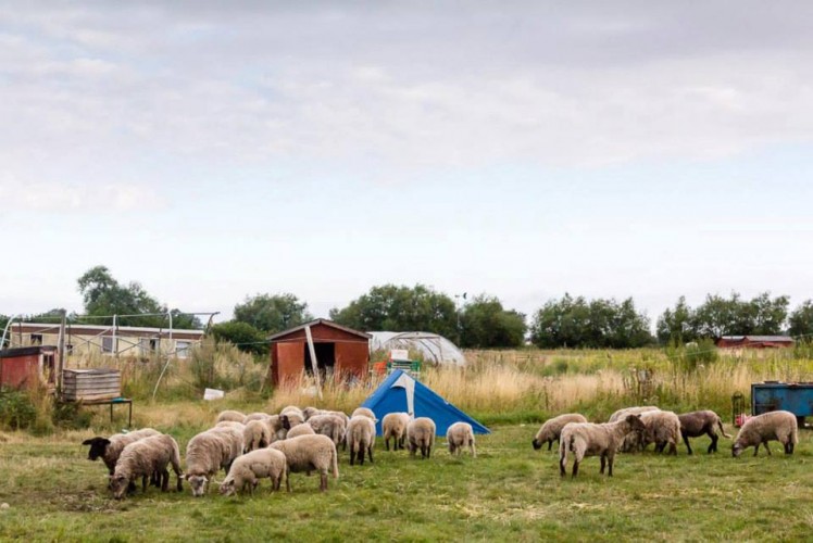 This was taken in the morning, when the campers had the cheeky sheep as company...