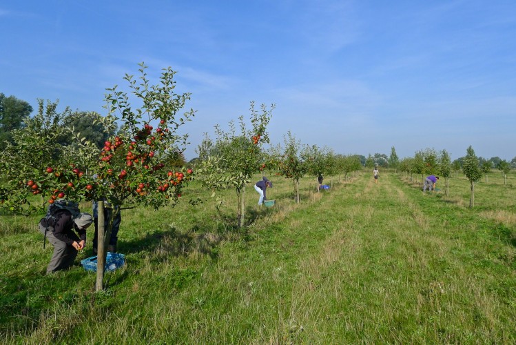 P1100643 orchard