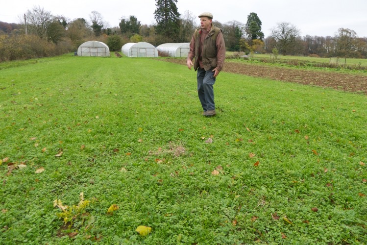 Mark in a field of green manure with 3 of their 4 polytunnels in the background.