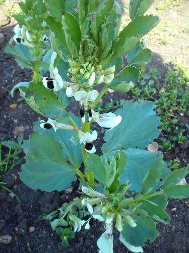 Broad beans in flower, racing to fill the hungry gap