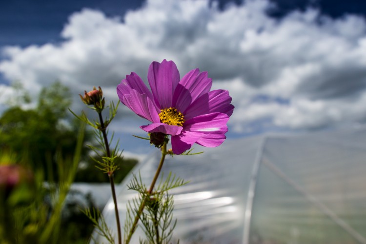 Cosmos - one of the new flowers planted out on the farm this year