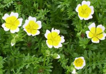 Poached egg plant, photo from https://ventnorpermaculture.wordpress.com/2008/05/23/companion-planting/